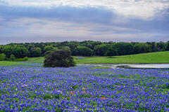 2023040104, Field of Texas bluebonnets