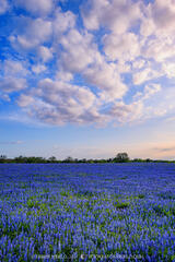 2024031503, Sandyland bluebonnets at sunset