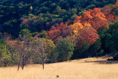 41BAN00064, Maples on hillside