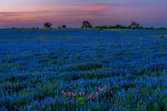 bluebonnetthumb