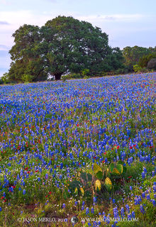 2023 Bluebonnet Forecast (Part III) - Texas Hill Country