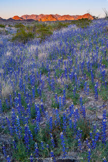 2023 Bluebonnet Forecast (Part I) - The Big Bend of Texas