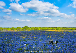 Contributing factors for a bluebonnet bloom (Part I)