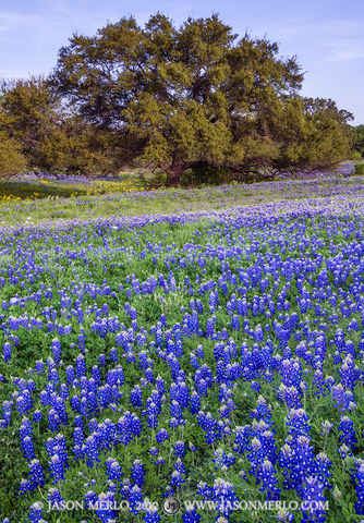 2012032607, Texas bluebonnets and live oak tree