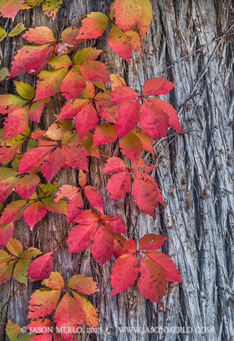 2013111315, Virginia creeper on cypress