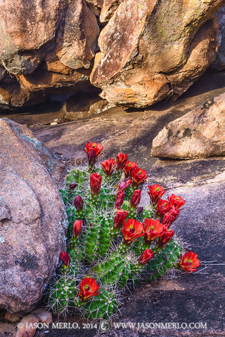 2014032901, Claret cup cactus among boulders