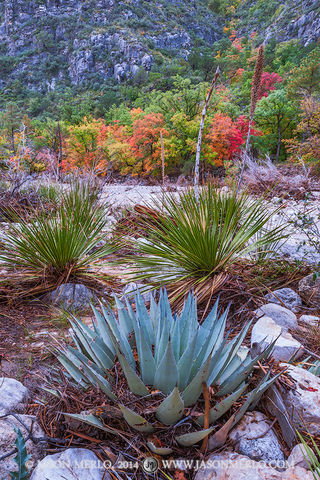 2014110505, Agave, sotol, and maples in McKittrick Canyon