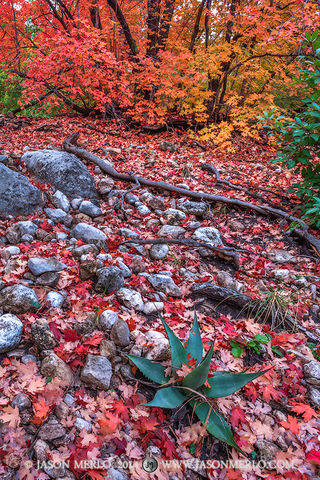 2014110507, Agave and maple leaves in McKittrick Canyon