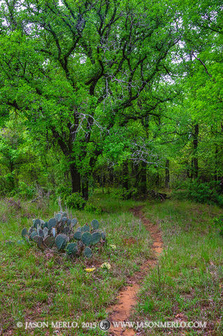 2015040501, Trail through cedar elm grove