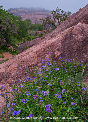 2015041104, Giant spiderwort