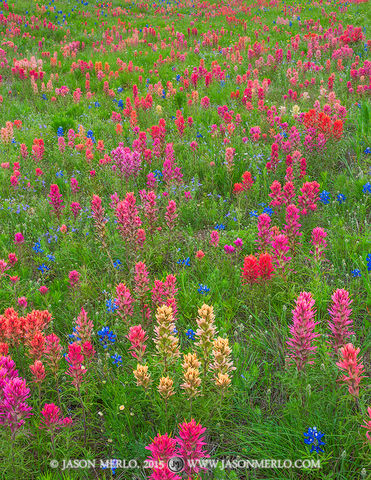 2015041108, Prairie paintbrushes