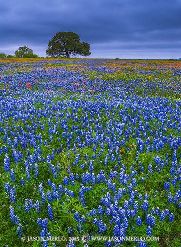 2015041115, Texas bluebonnets and wildflowers