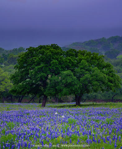 2015041201, Bluebonnets and live oaks