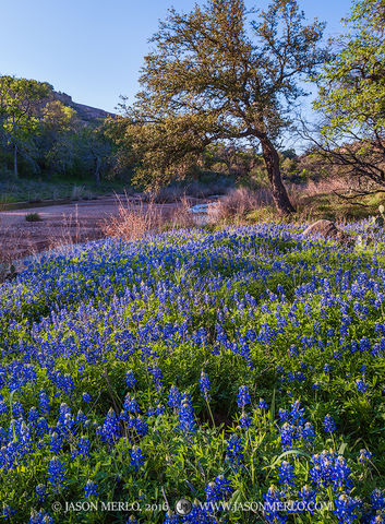 2016032103, Bluebonnets on Sandy Creek