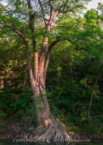 2016062301, Last light on cypress tree