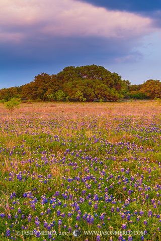2017032705, Texas bluebonnets and oaks at sunset