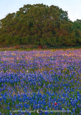 2017040801, Texas bluebonnets and live oak at sunset