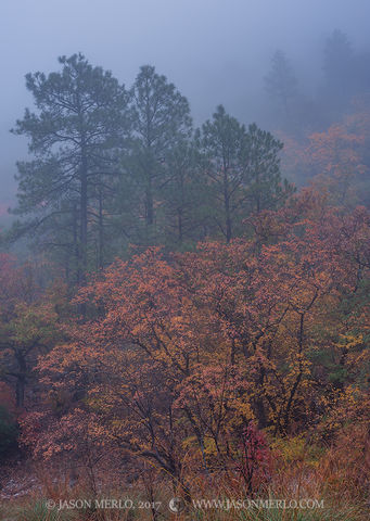 2017110804, Maples and pines in fog