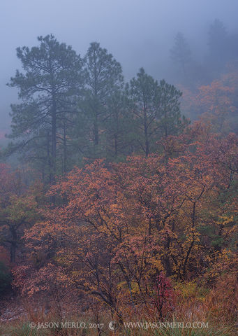 2017110804, Maples and pines in fog