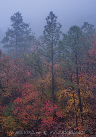 2017110805, Maples and pines in fog