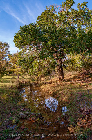 2018102102, Afternoon light on China Creek