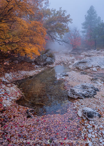 2018110904, Fall color on McKittrick Creek