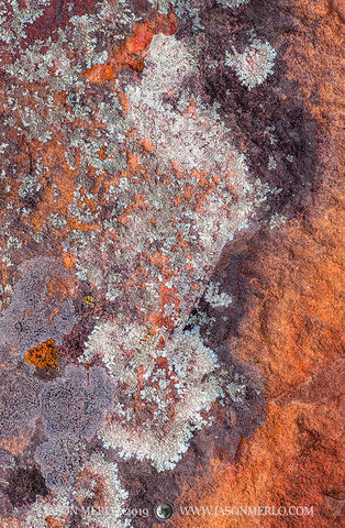 2019010601, Lichen on sandstone