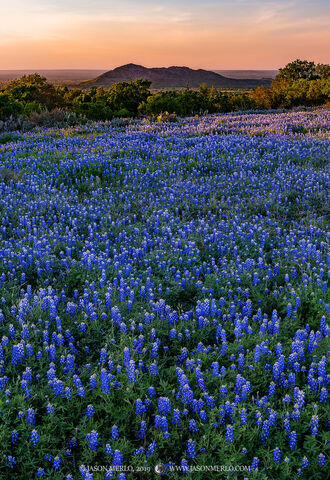2019040902, Texas bluebonnets at sunset