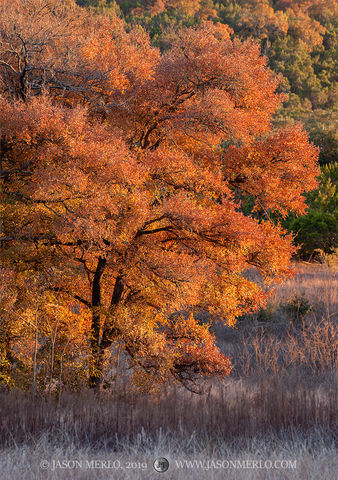 2019111801, Cedar elm in fall color at sunset