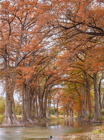 2020111005, Cypress trees on the Guadalupe River