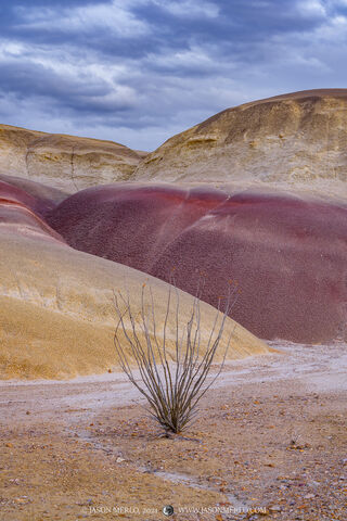 An ocotillo in the badlands of Big Bend National Park in West Texas.