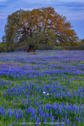 2021032805, White prickly poppy, bluebonnets, and live oak