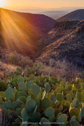 2022030404, Prickly pear cactus at sunset