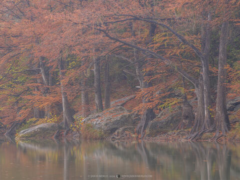 2022111401, Cypress trees on the Guadalupe River