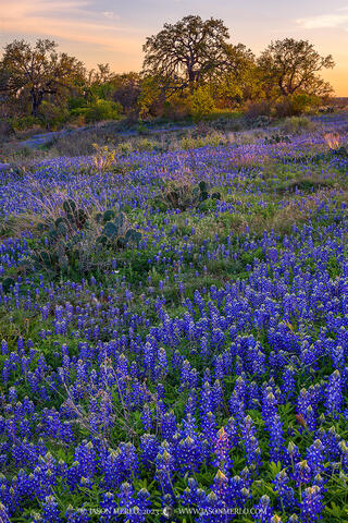2023031904, Texas bluebonnets and oaks at sunset