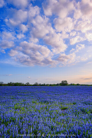 2024031503, Sandyland bluebonnets at sunset