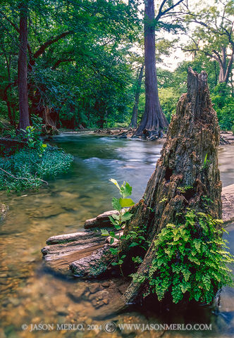41HAY00028, Cypress stump and log on the Creek