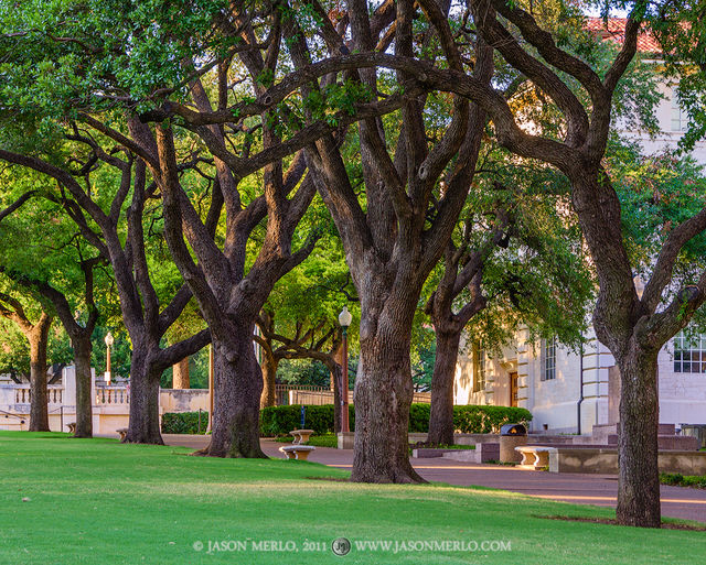 2011070909, Live oak trees on the South Mall