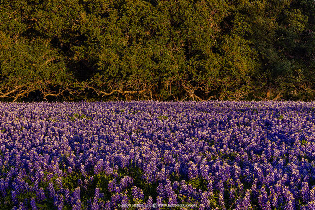2012040437, Bluebonnets and live oak branches