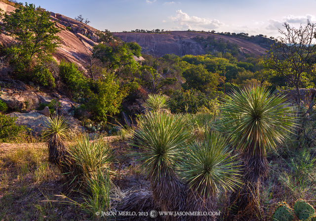 2013101201, Yucca on Little Rock