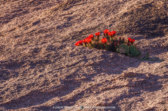 2014032803, Claret cup cactus on granite
