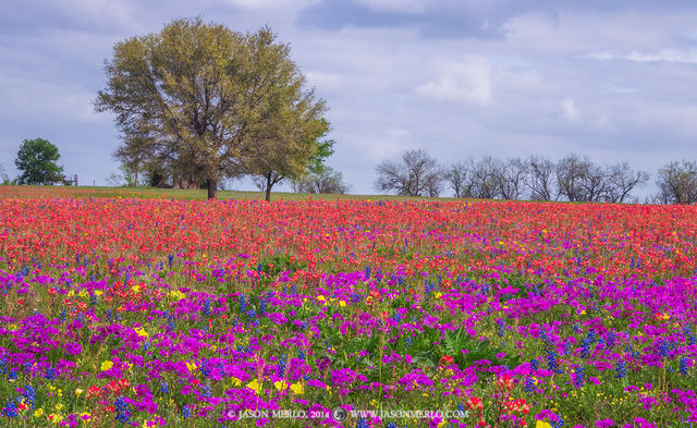 2014040102, Wildflowers and live oak