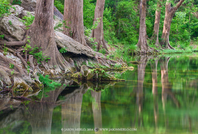 2014051106, Cypress trees reflected in Onion Creek