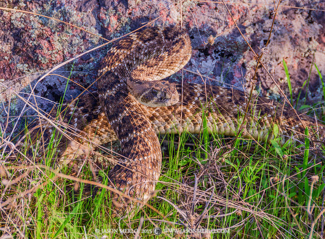 2015040201, Rattlesnake poised to strike