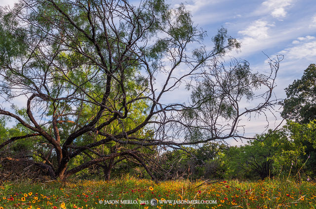 2015060801, Wildflowers and mesquite