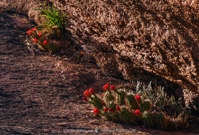 2016032101, Blooming claret cup cacti
