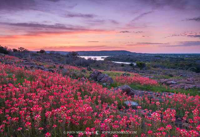 2016032602, Texas paintbrushes at sunset