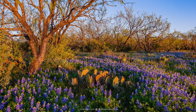 2016040208, Bluebonnets, mesqute, and cactus