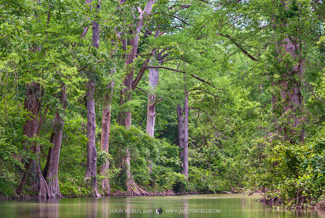 2016050902, Cypress trees on the creek