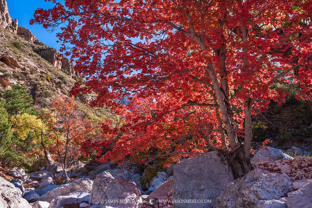 2016110806, Bigtooth maples in fall color